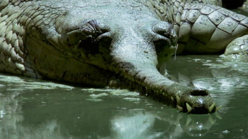 Ganges: River of Life